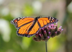 monarch